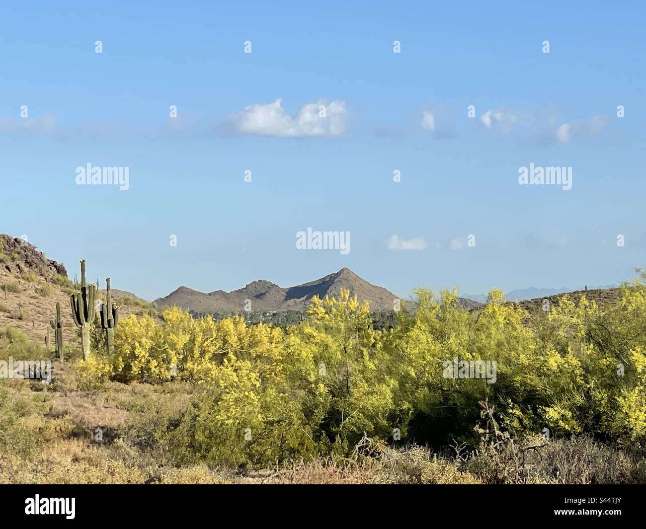 Palo Verde, désert de Sonoran, ciel bleu turquoise, nuages classiques, réserve de montagnes Phoenix, cactus Saguaro, lavage dans le désert, Arizona Banque D'Images