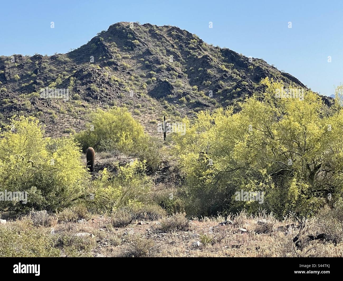 Tôt le matin, ciel bleu brillant, cactus géant de saguaro, dessin de rêve avec des arbres de Palo Verde couverts de fleurs jaunes, désert de Sonoran, réserve de montagnes de Phoenix, Arizona Banque D'Images