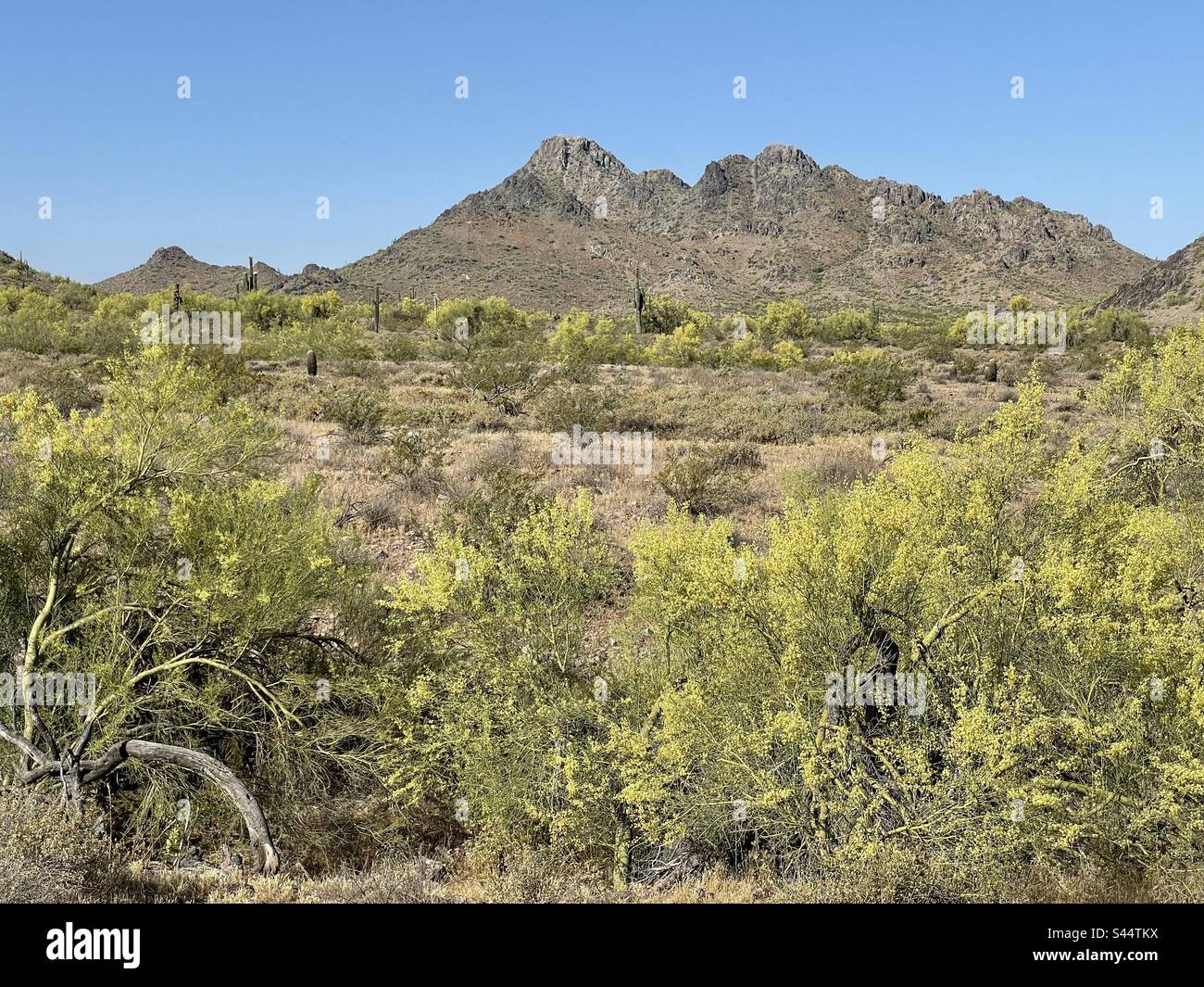 Désert de Sonoran, draw de rêve, inondé dans une couverture de palo verde en fleurs de couleur jaune vif, pic de Piestewa, ciel bleu brillant, réserve de montagnes de Phoenix, Arizona Banque D'Images