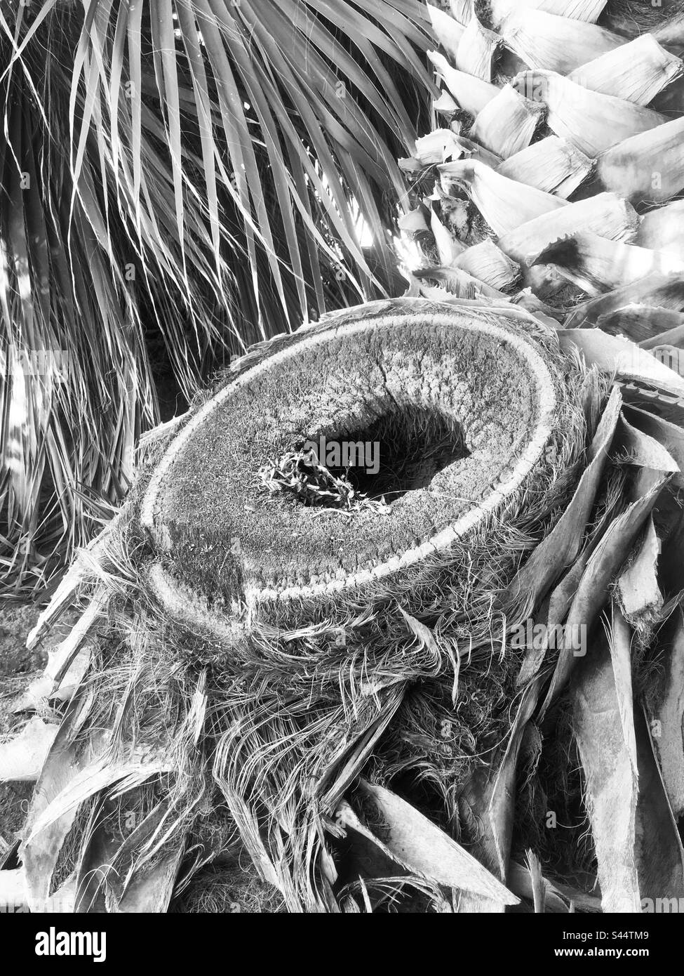 Petit creux de palmier à gros plan noir et blanc Banque D'Images