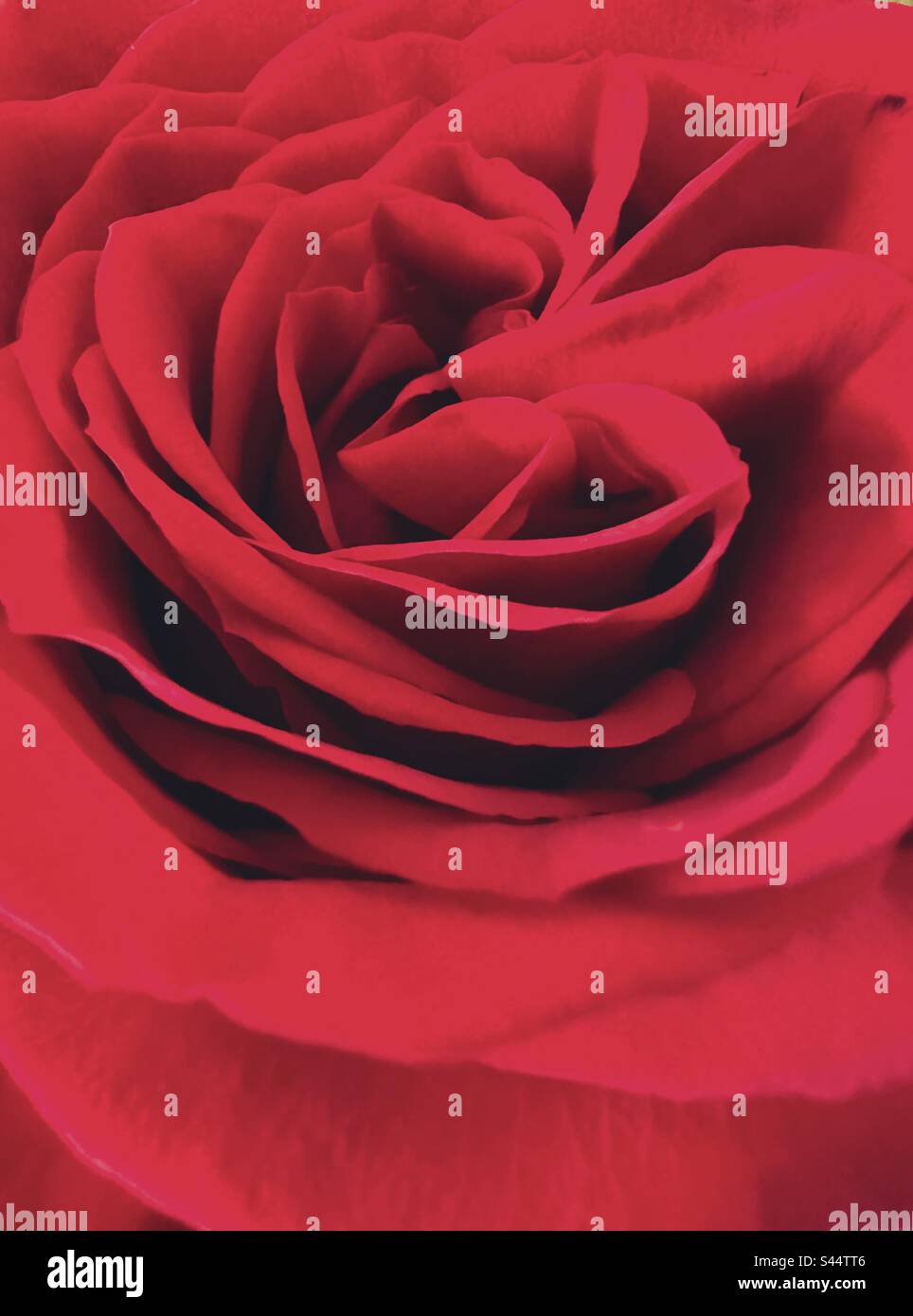 Rose rouge - Image de stock capturée avec un smartphone