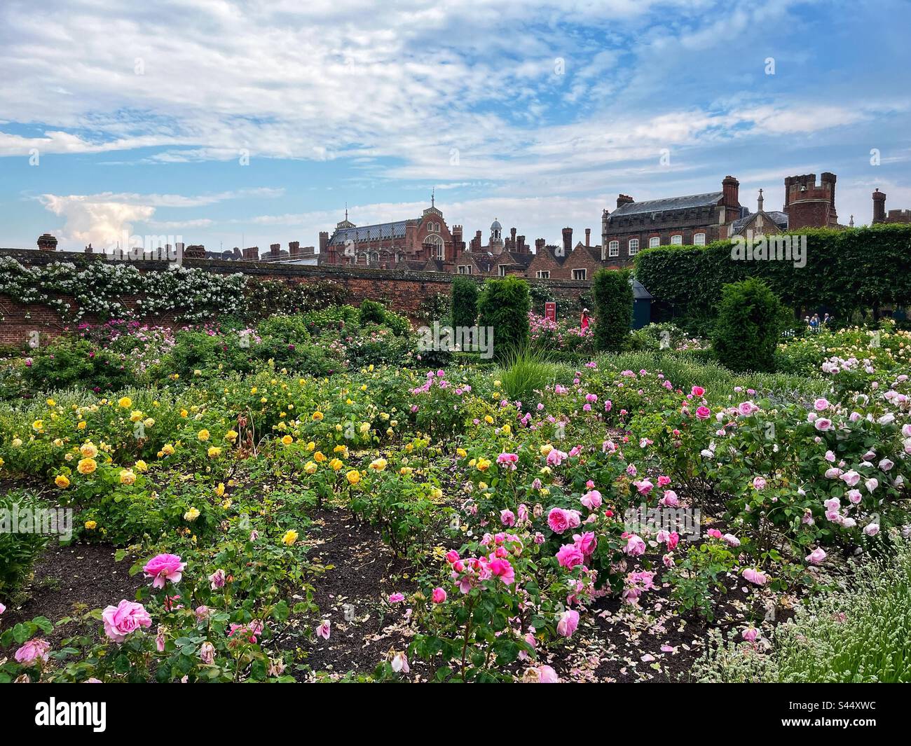 La roseraie du Hampton court Palace à l'ouest de Londres. Banque D'Images