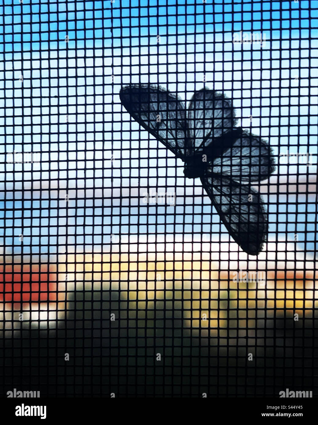 Papillon à l'écran Banque D'Images