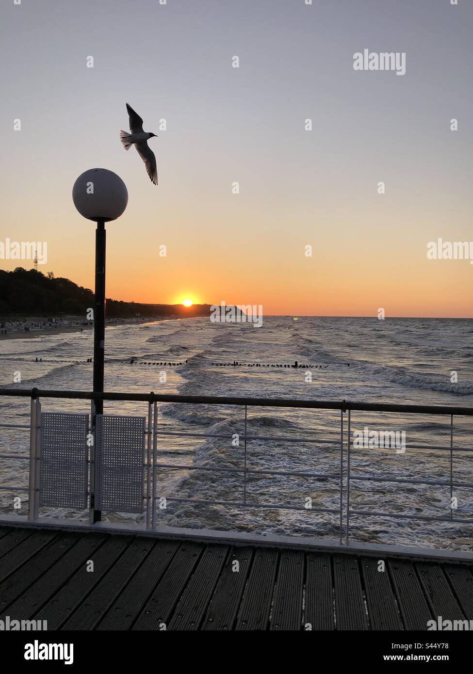 Mouette au coucher du soleil dans la lumière opposée Banque D'Images