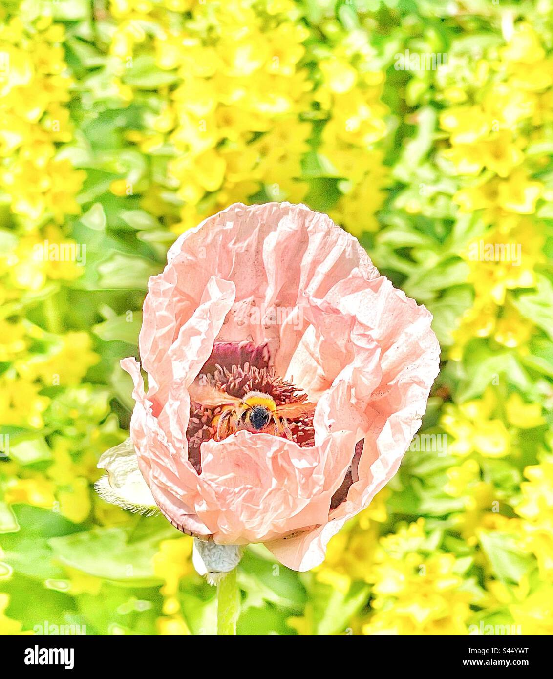 A.bee émergeant d'une fleur de pavot. Banque D'Images