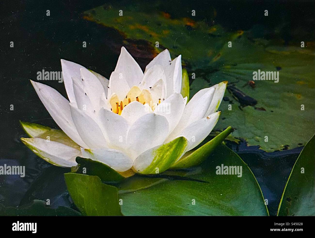 Rock Patterns, Ontario, Canada, design dans la nature, nature, design, motifs, nénuphars, blanc, pétales Banque D'Images