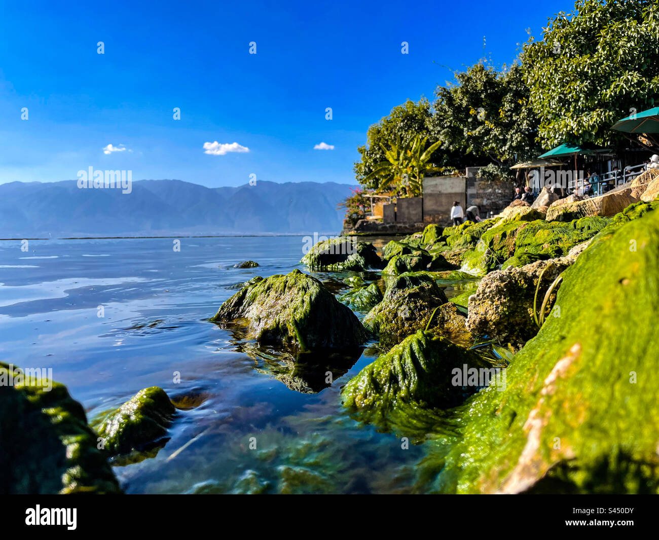 Mousse poussant sur les rochers au bord du lac - Image de stock capturée avec un smartphone
