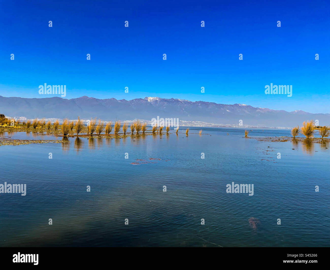 Herbe poussant dans le lac par les montagnes Banque D'Images