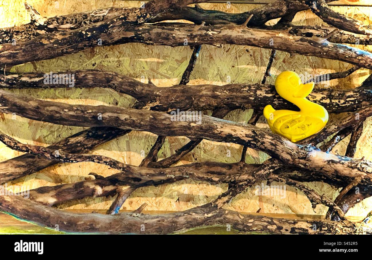 Canard en caoutchouc jaune sur les branches des arbres Banque D'Images