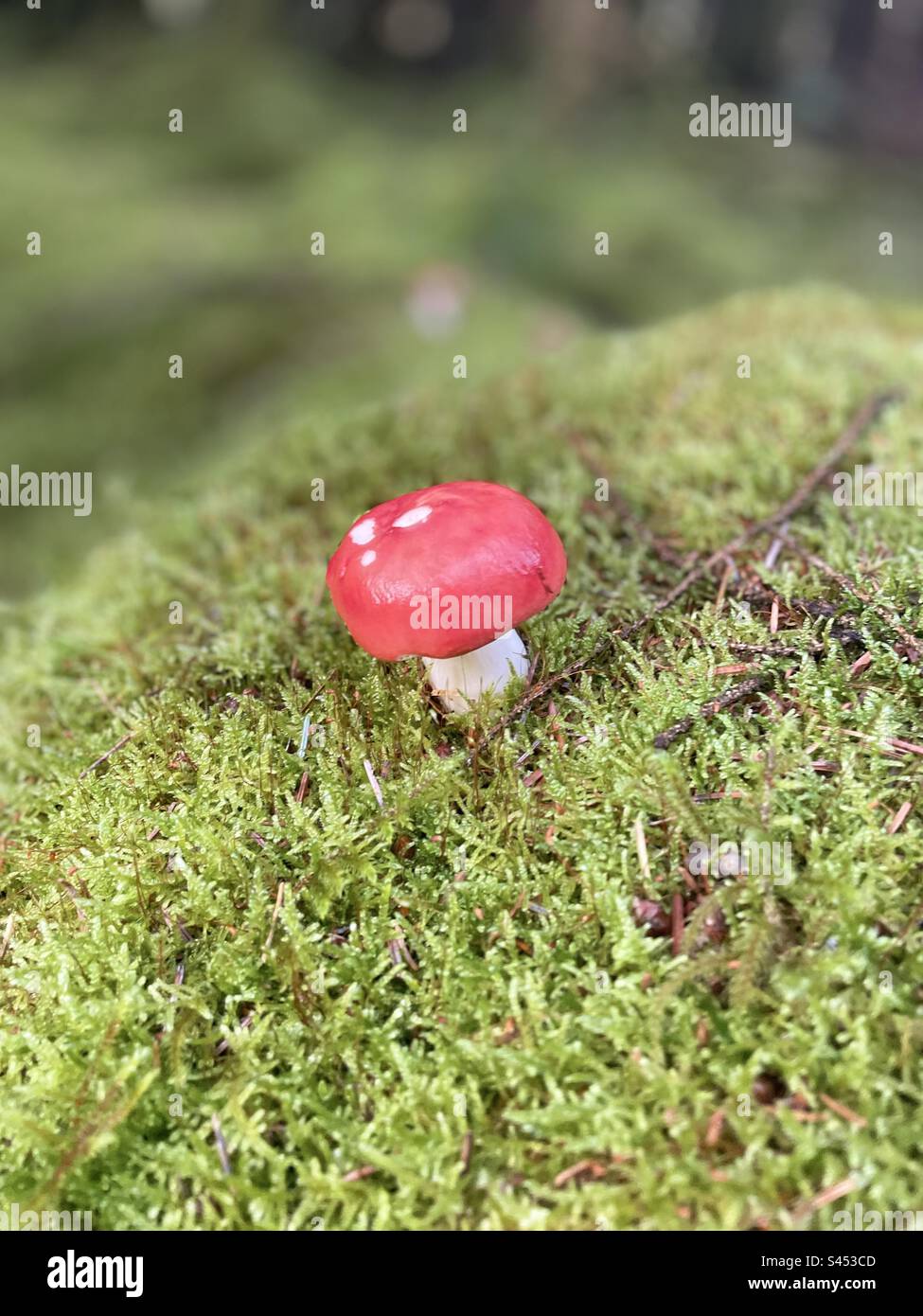 Mushroom rouge et blanc parfait - sol de la forêt de mousses irlandaises - Comté de Carlow - Irlande Banque D'Images