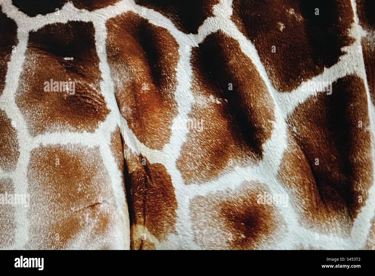 Motifs dans la nature, taches sur une girafe, brun, blanc, faune, en captivité Banque D'Images