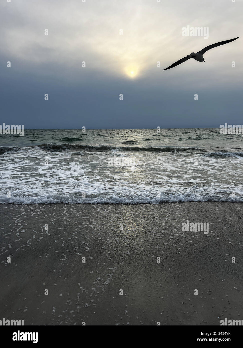 Mouette volant sur la plage de St Pete - Image de stock capturée avec un smartphone