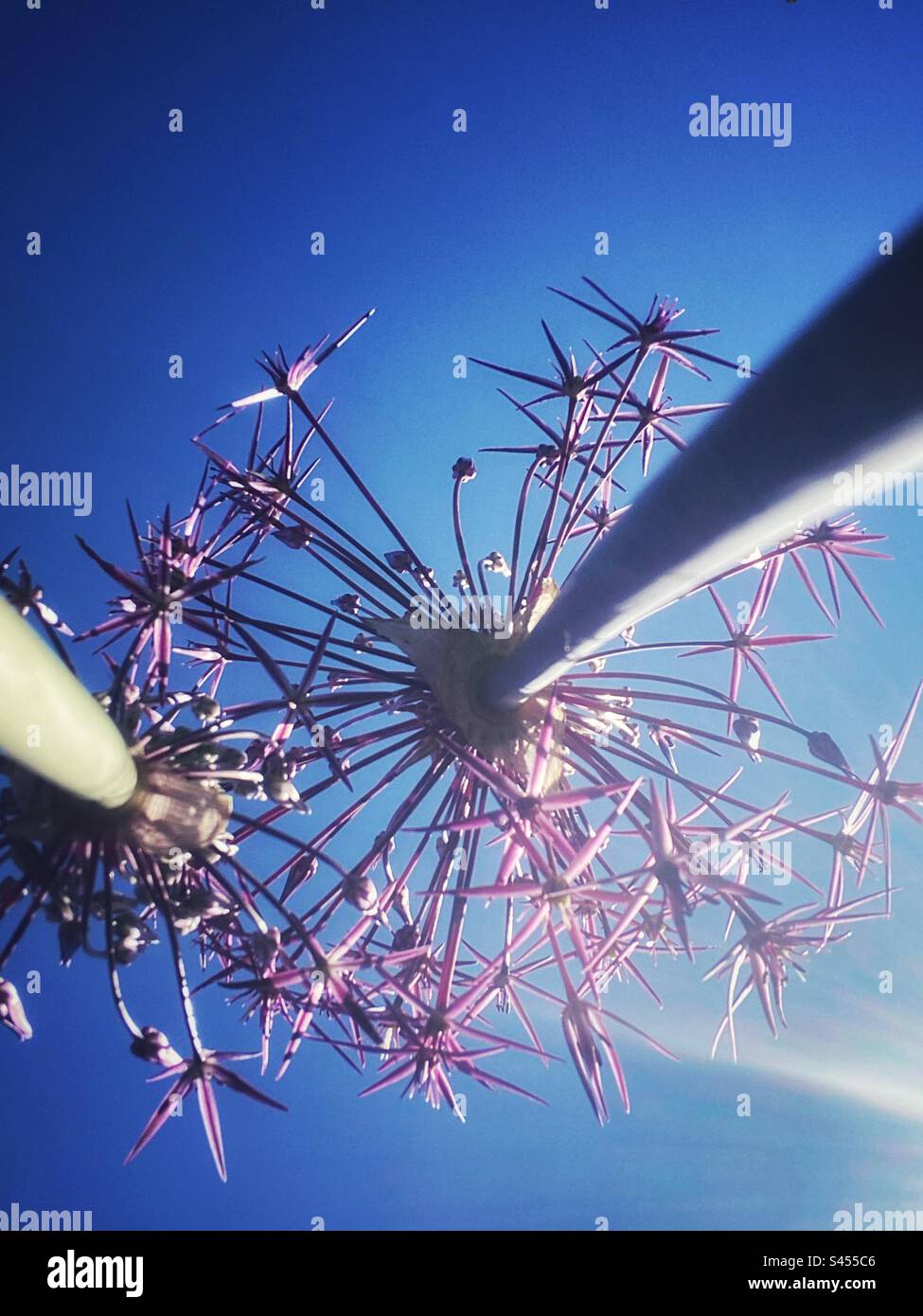 Une photographie du dessous d'une tête de fleur d'hélium, vue de ver vue vers le haut d'un ciel bleu Banque D'Images