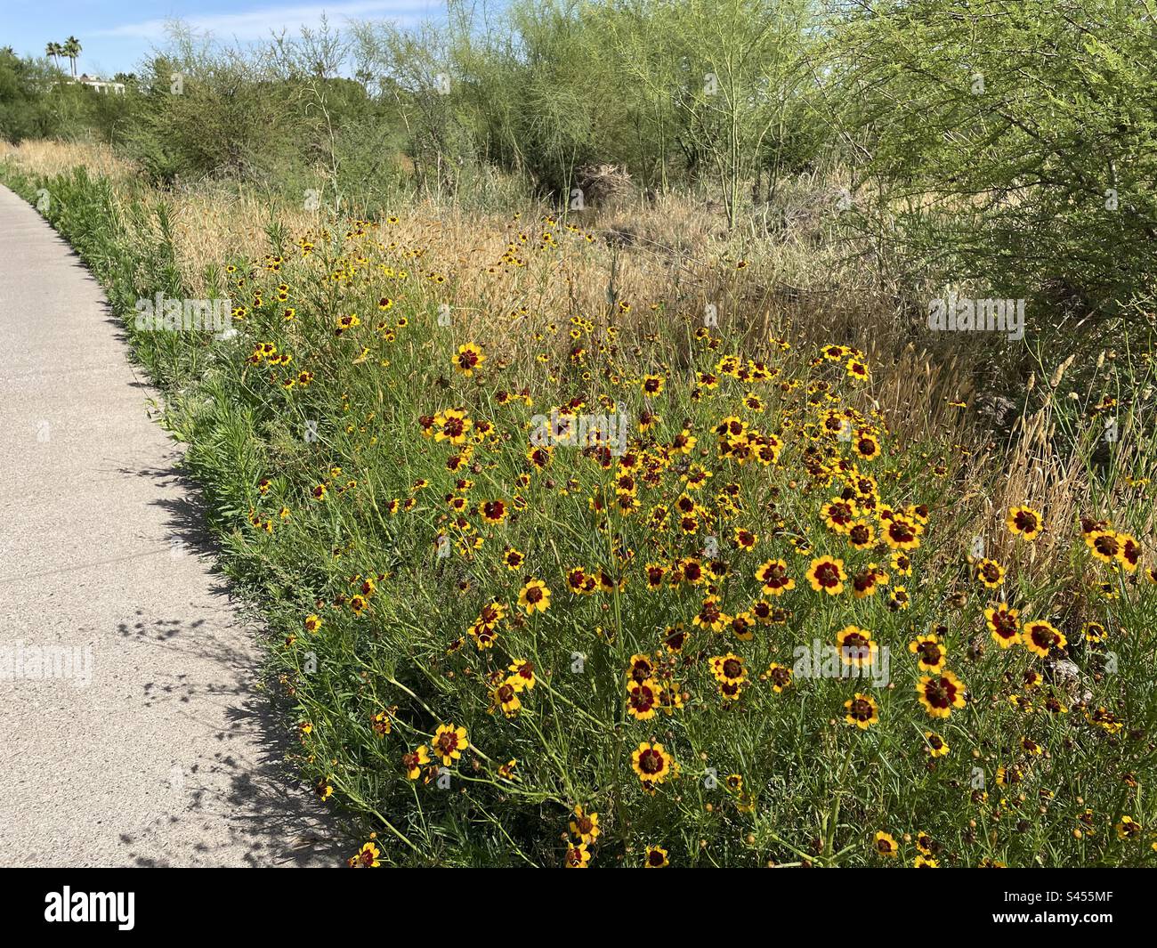 Golden Tickseed en fleur, pétales jaune vif avec centre couleur rouille à la tête, Calliopsis, Coreopsis Tinctoria, Phoenix, Arizona, Chemins de banlieue bordant des fleurs sauvages, nourriture de goldfinches Banque D'Images