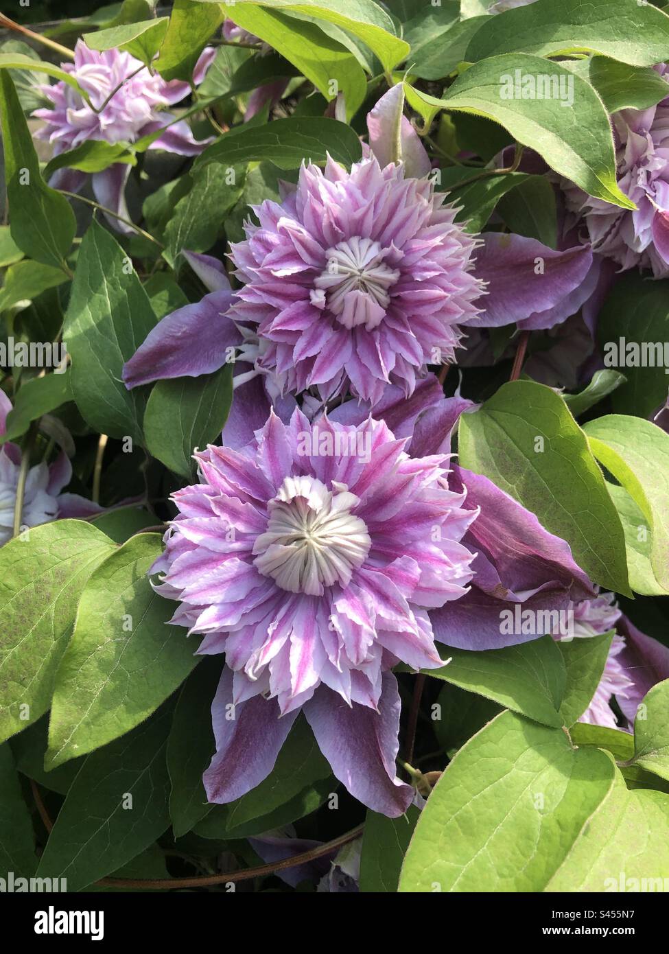 Jolies fleurs violettes en fleur. Banque D'Images