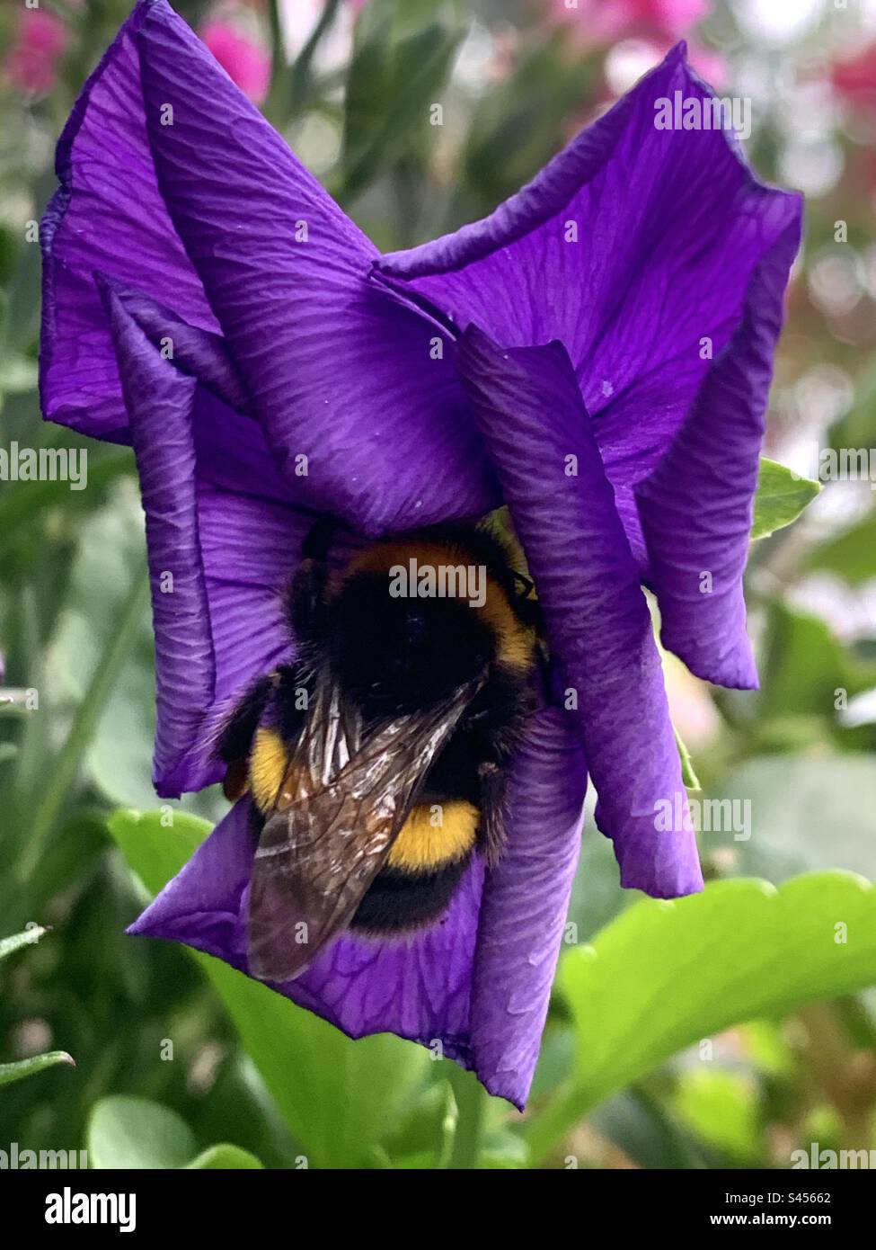 Abeille biblique se reposant dans une fleur pourpre - Image de stock capturée avec un smartphone