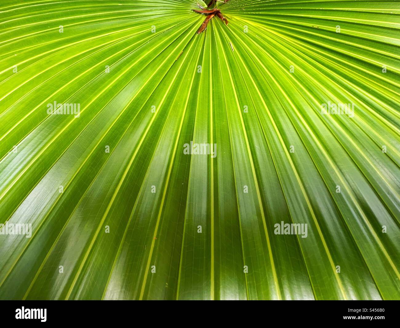 Schéma des veines sur la grande feuille d'une plante tropicale. Banque D'Images