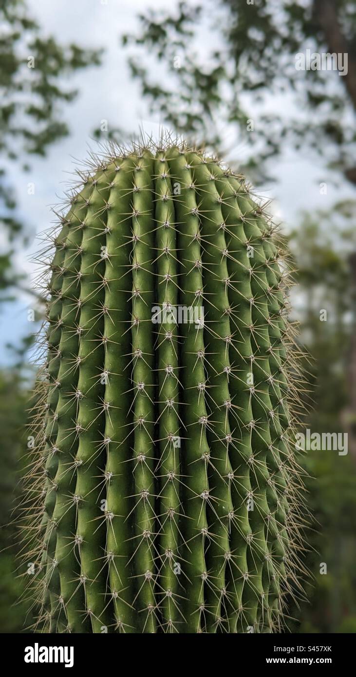 Le gros plan de la nature beauté structure et modèle de la plante de cactus. Banque D'Images