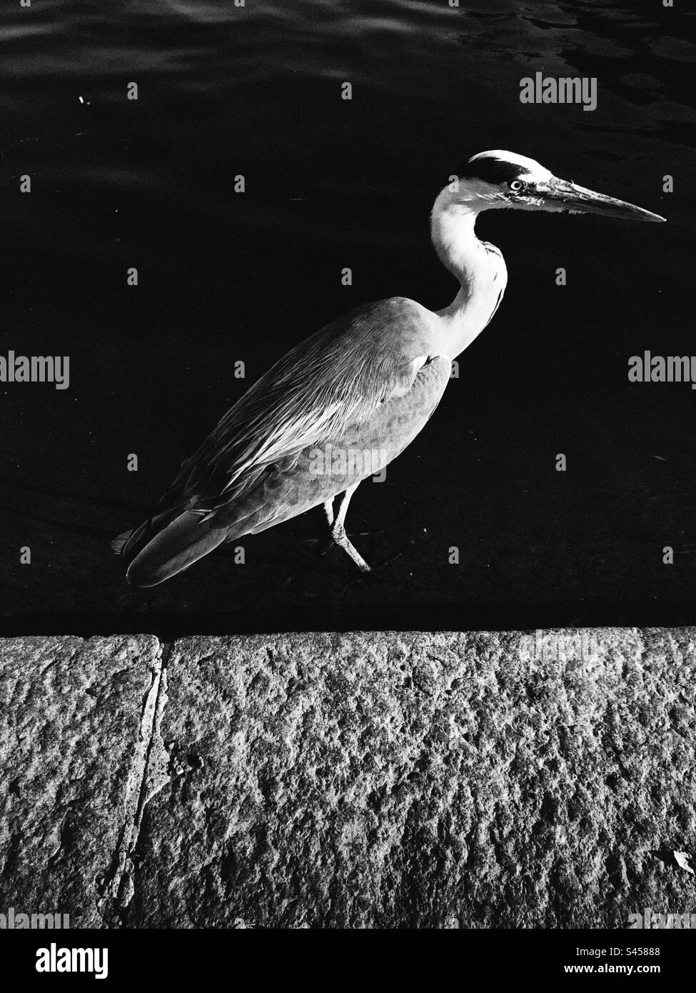 Héron cendré - Image de stock capturée avec un smartphone