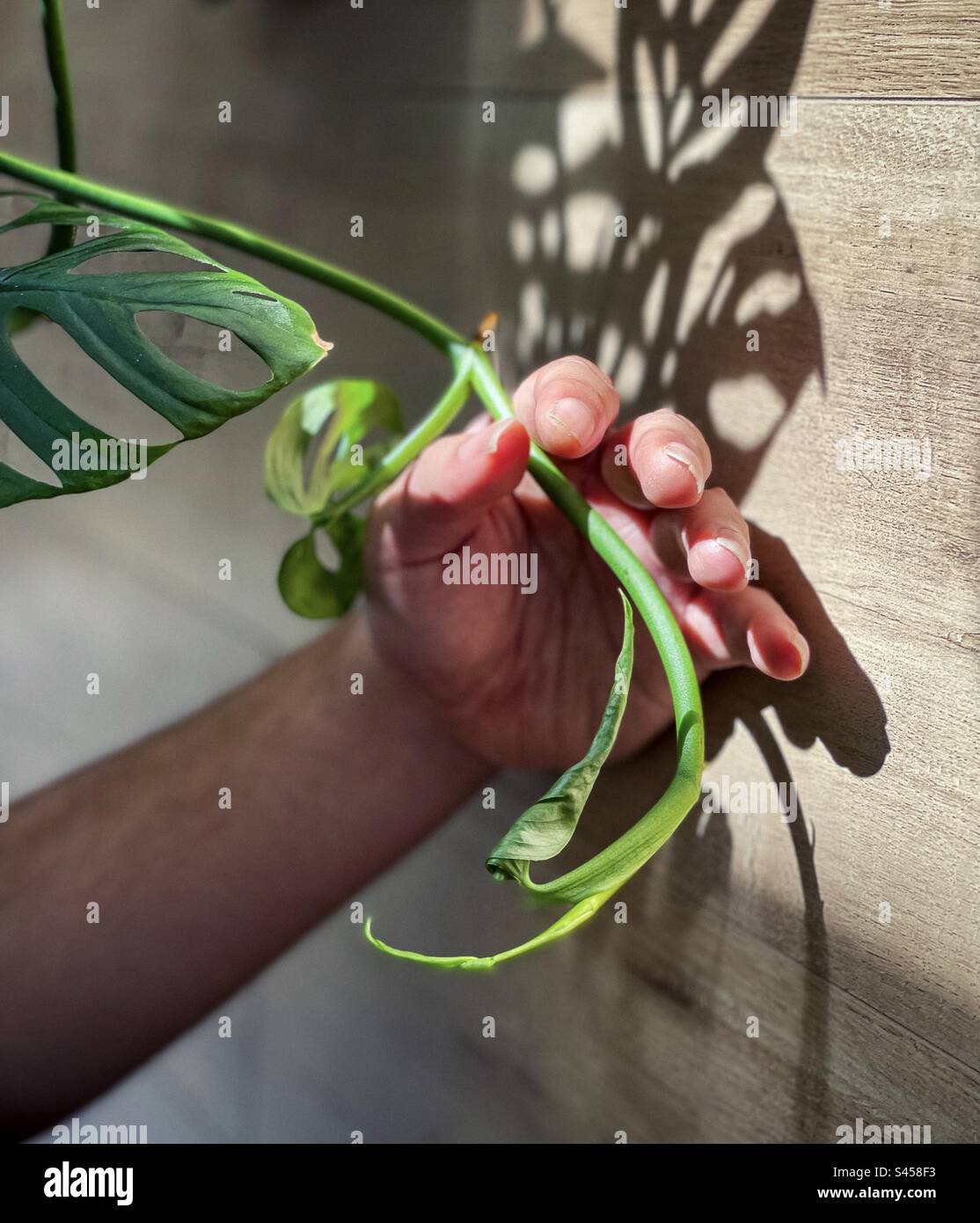 Gros plan de la main humaine tenant Monstera Adansonii, fromagerie suisse vigne contre bois. Motifs de lumière du soleil et d'ombre. Banque D'Images