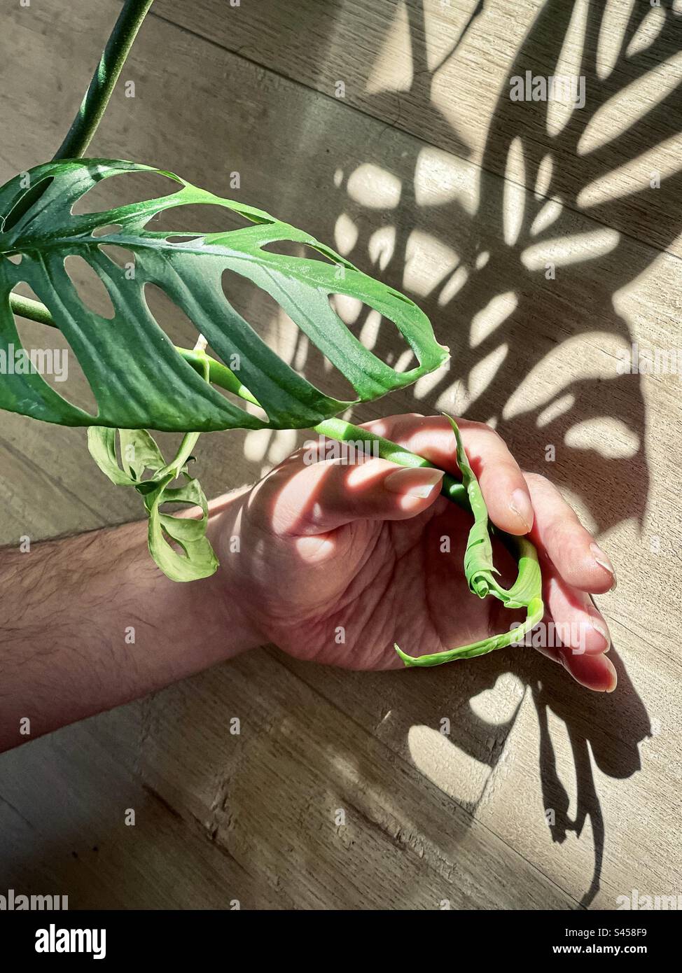 Gros plan de la main humaine tenant Monstera Adansonii, fromagerie suisse, vigne contre bois. Motifs de lumière du soleil et d'ombre. Banque D'Images