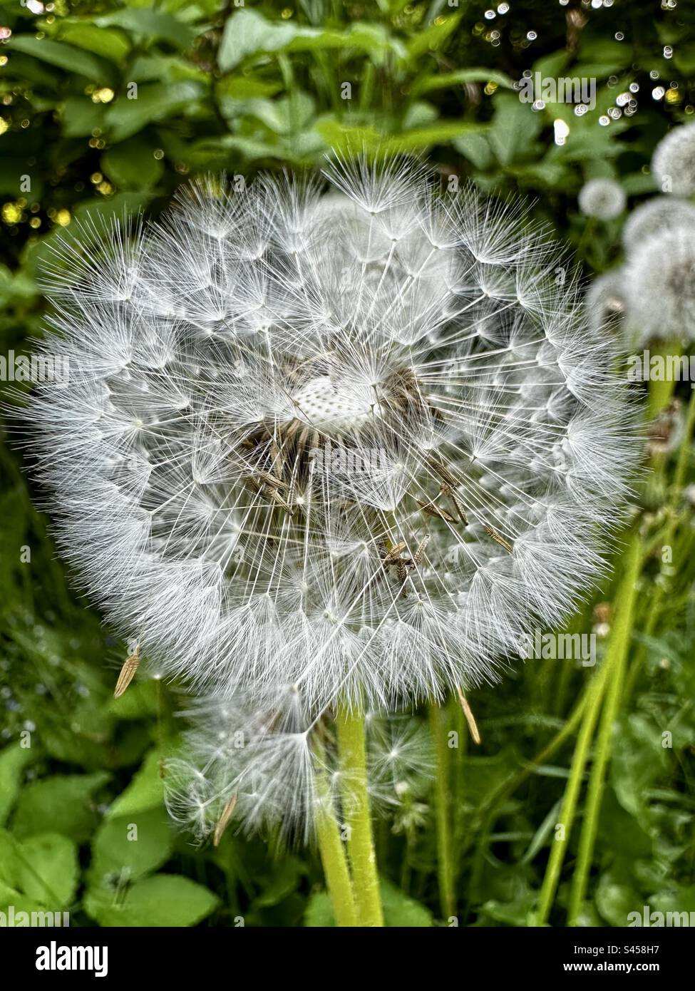 Graines de pissenlit - Image de stock capturée avec un smartphone