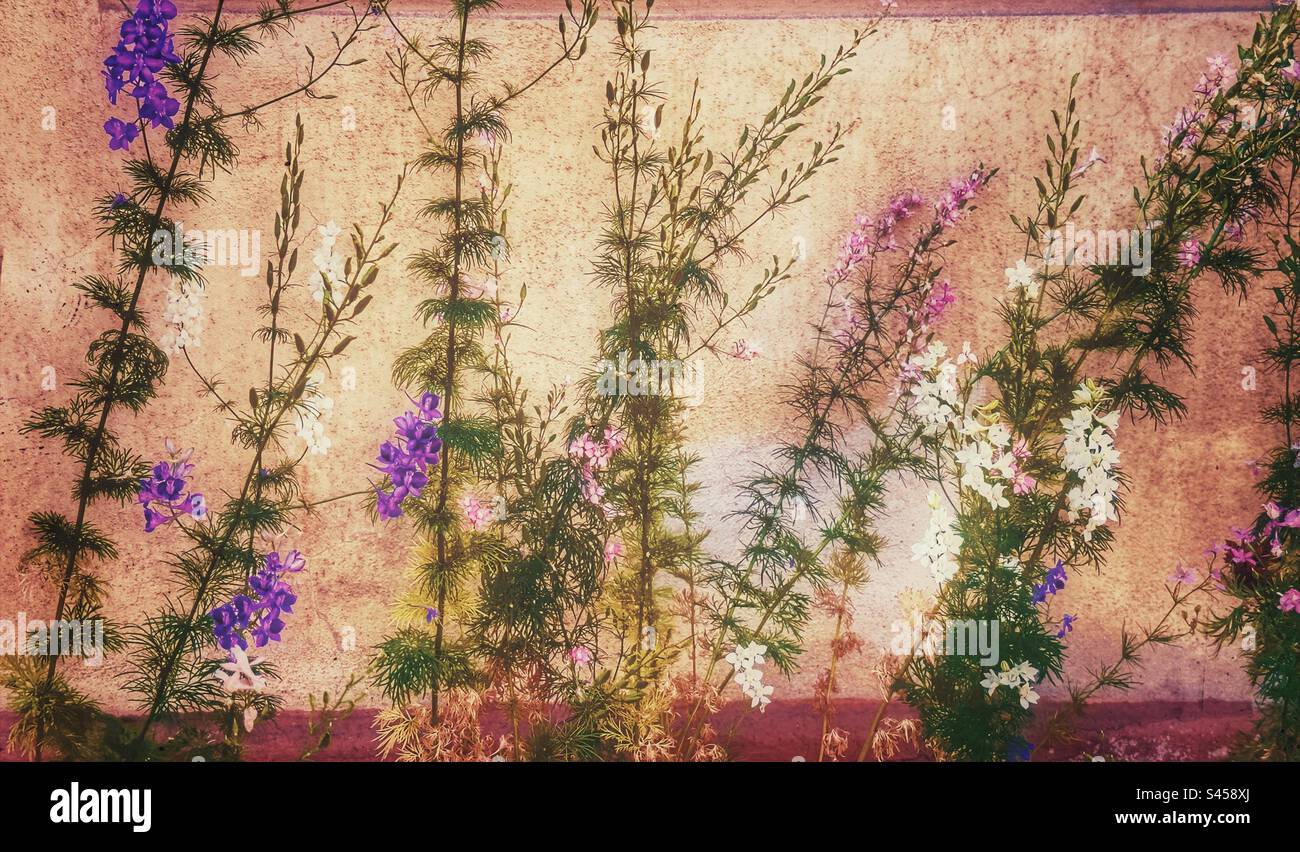 Douteux éperon de chevalier en rose violet et blanc contre mur brun - Image de stock capturée avec un smartphone