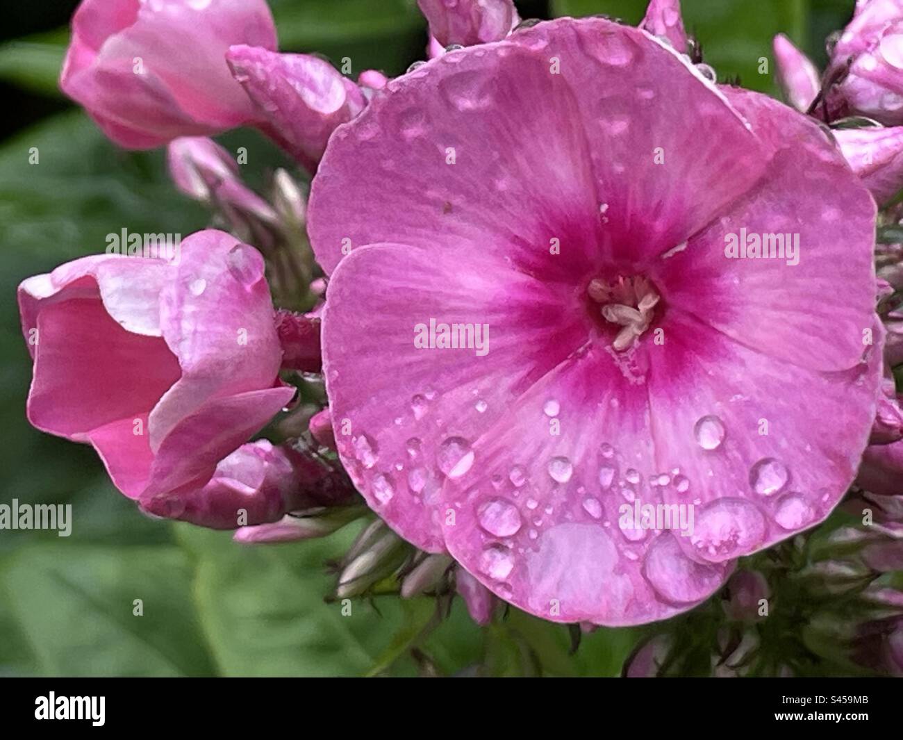 Petites fleurs roses avec gouttes de pluie Banque D'Images