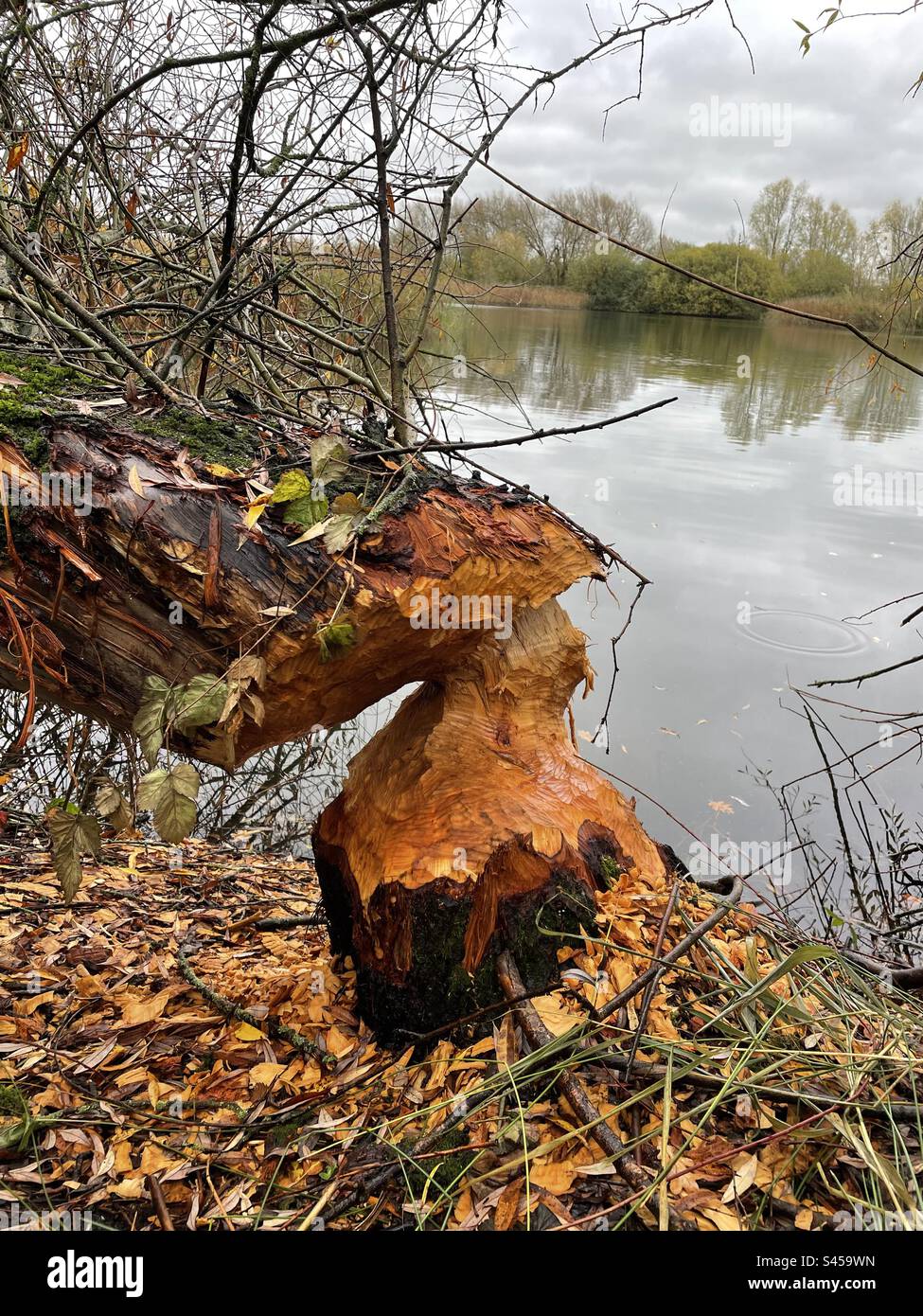 Beaver Gawed Tree, Idle Valley nature Reserve, Nottinghamshire Banque D'Images