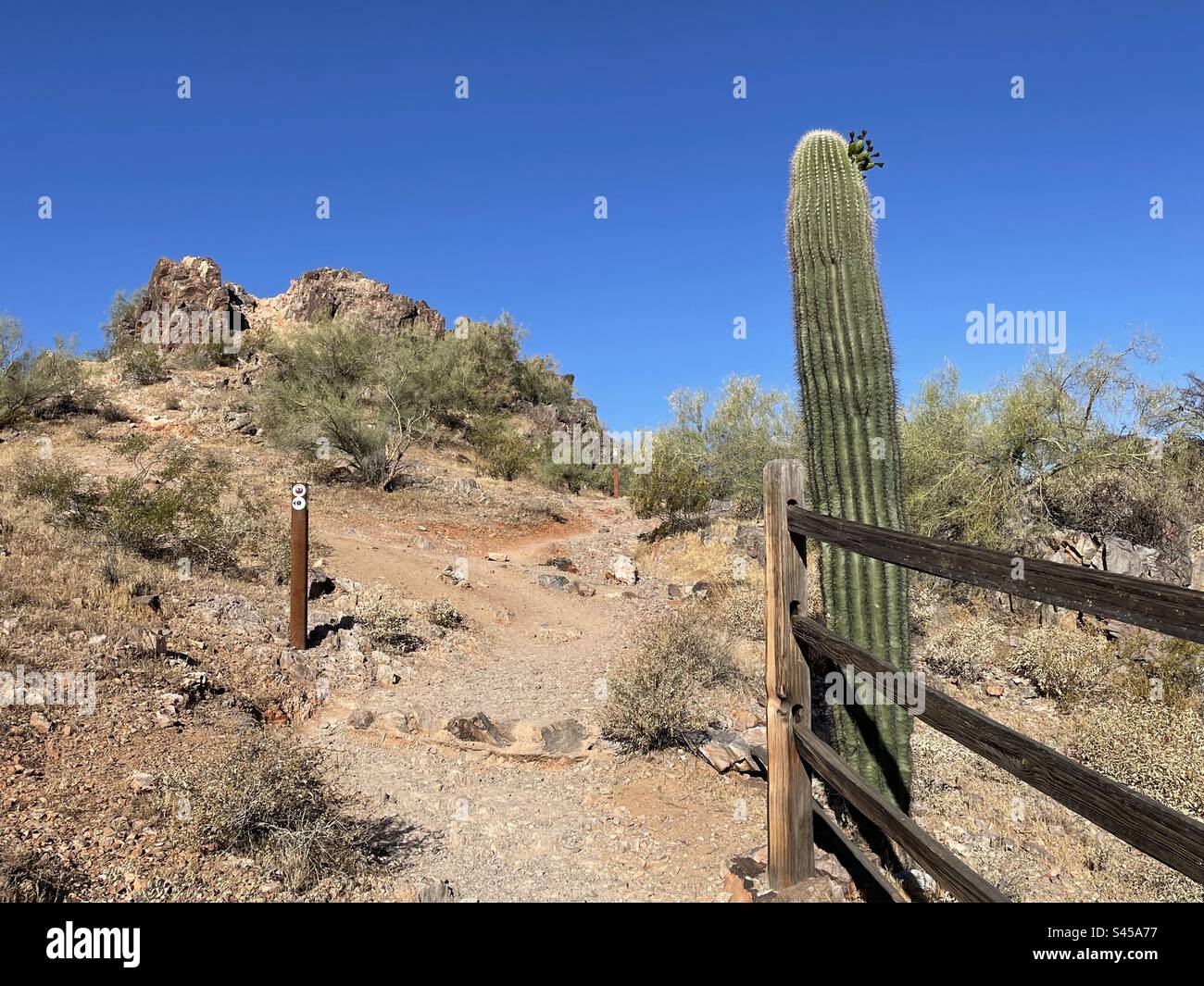Mojave Trail, Phoenix Mountains Preserve, accès à Piestewa Peak Drive, ciel bleu brillant, Cactus Saguaro, marqueur de sentier, désert de Sonora, Arizona Banque D'Images