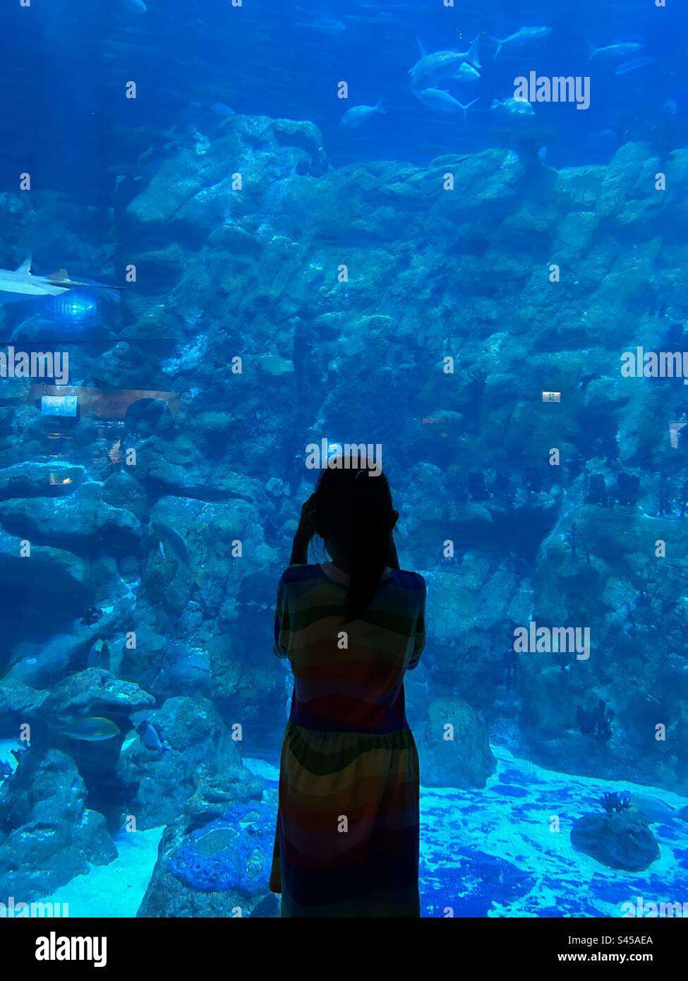 Les enfants peuvent passer des heures à regarder les poissons au Grand Aquarium à Ocean Park à Hong Kong. Banque D'Images