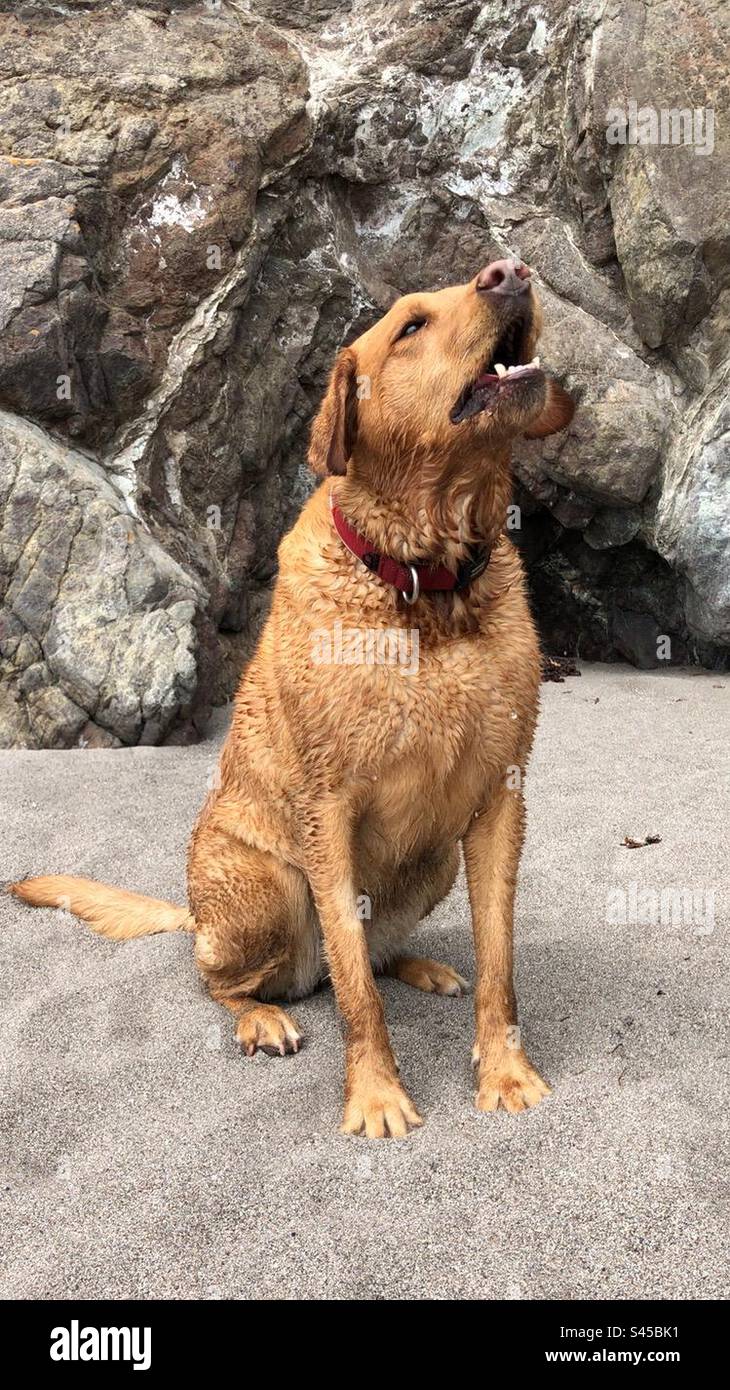 Un chien de compagnie hurlant et aboyant avec sa tête haute dans les airs - Image de stock capturée avec un smartphone