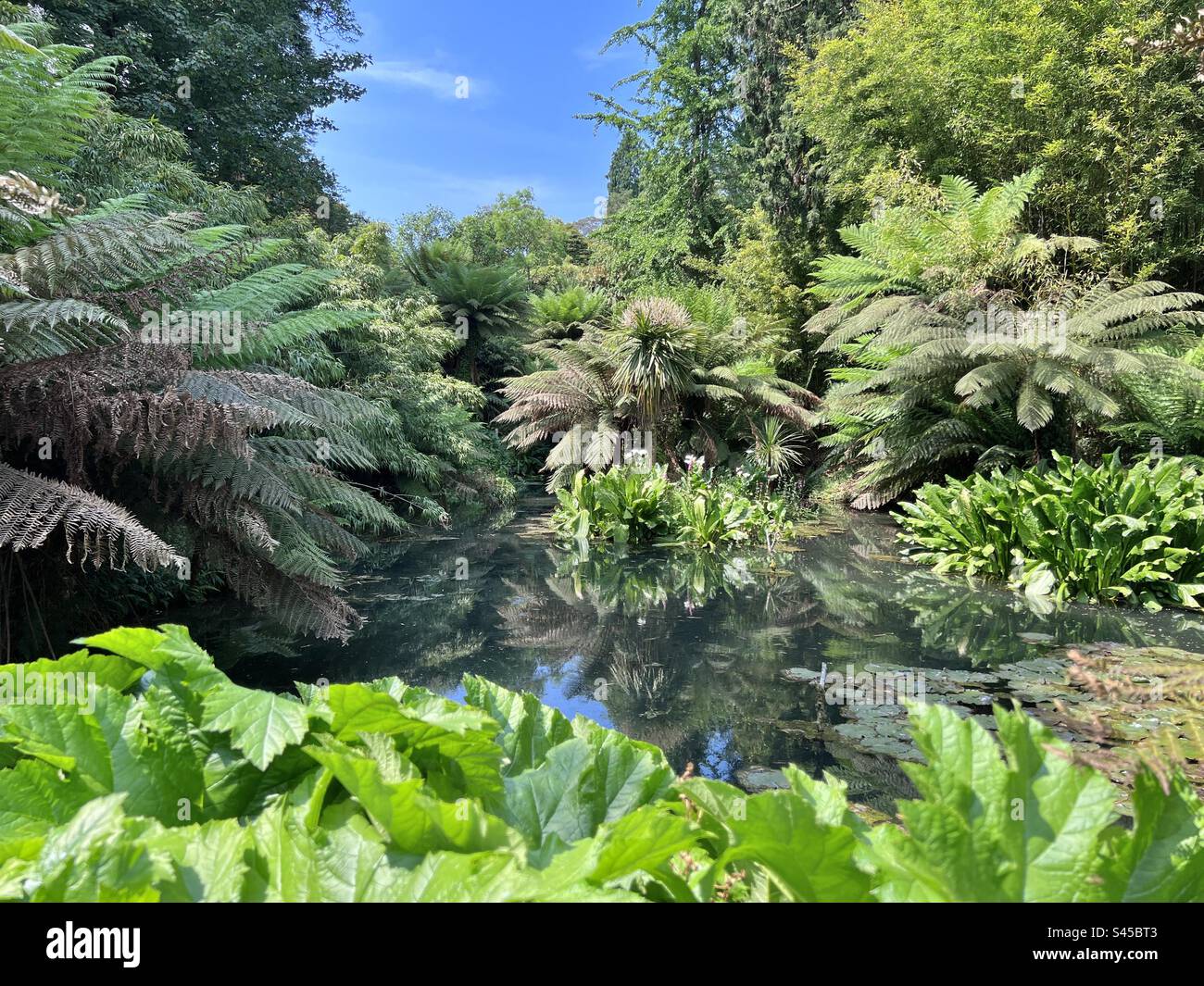 Incroyable scène de jungle dans les jardins tropicaux de Cornouailles aux jardins perdus de Heligan, Angleterre en été Banque D'Images