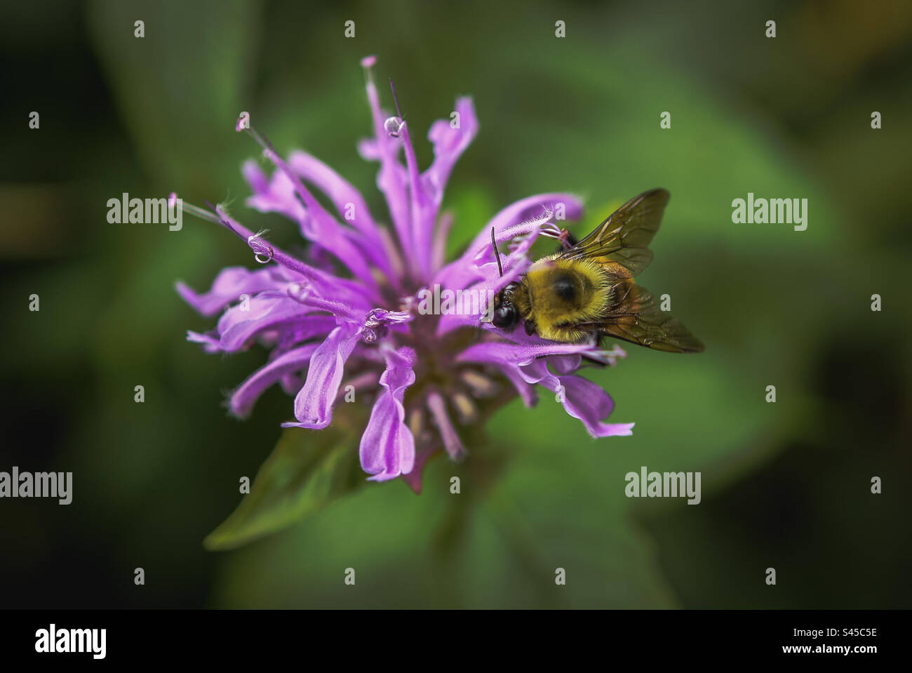 Abeille sur une fleur extrayant le nectar - Image de stock capturée avec un smartphone