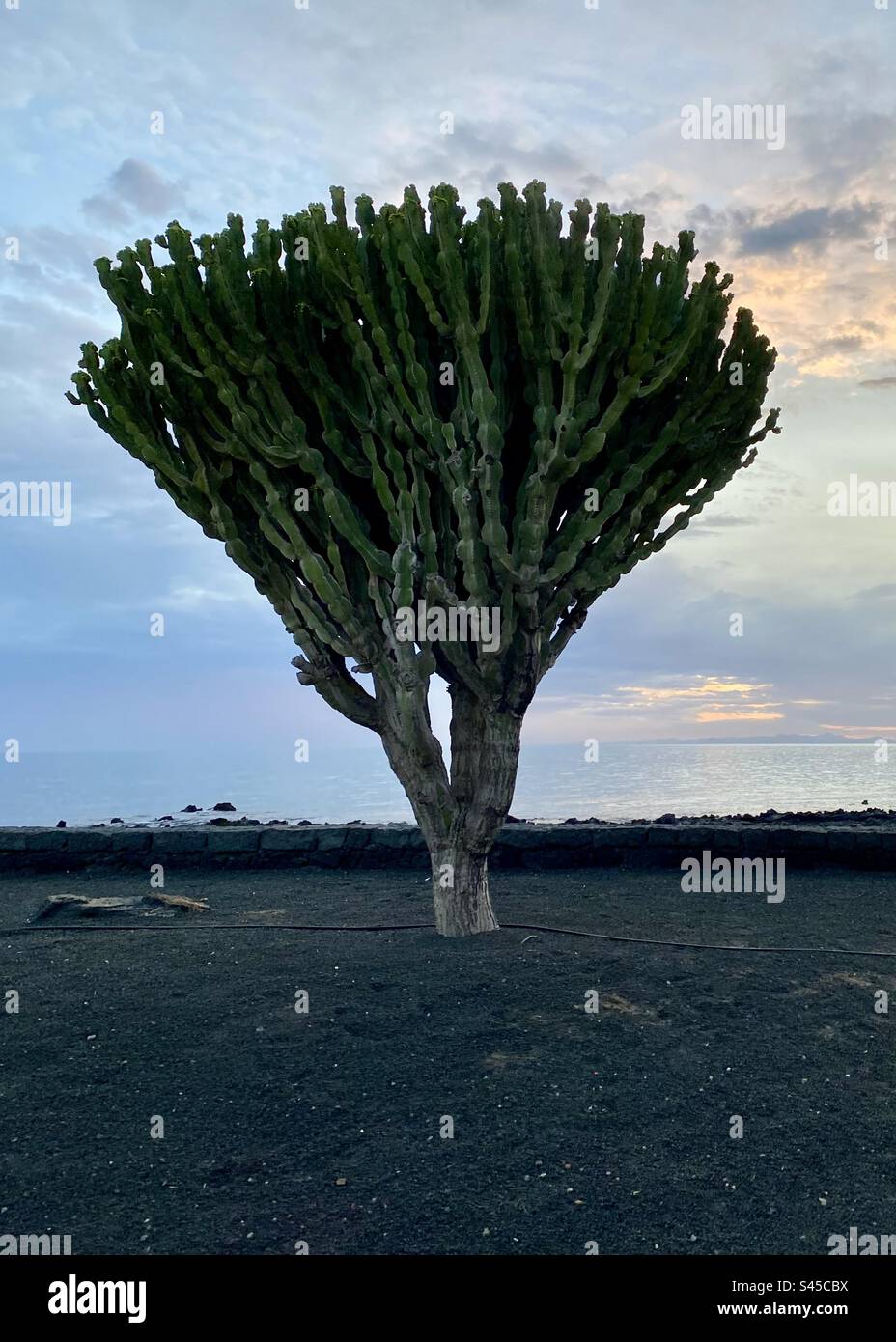 Fascinant arbre de cactus Banque D'Images