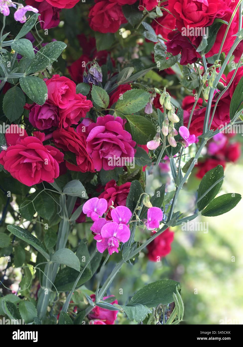 Fleurs rouge et rose Roses et vetch Blumen rot rose Rosen und Wicken Backspace Banque D'Images