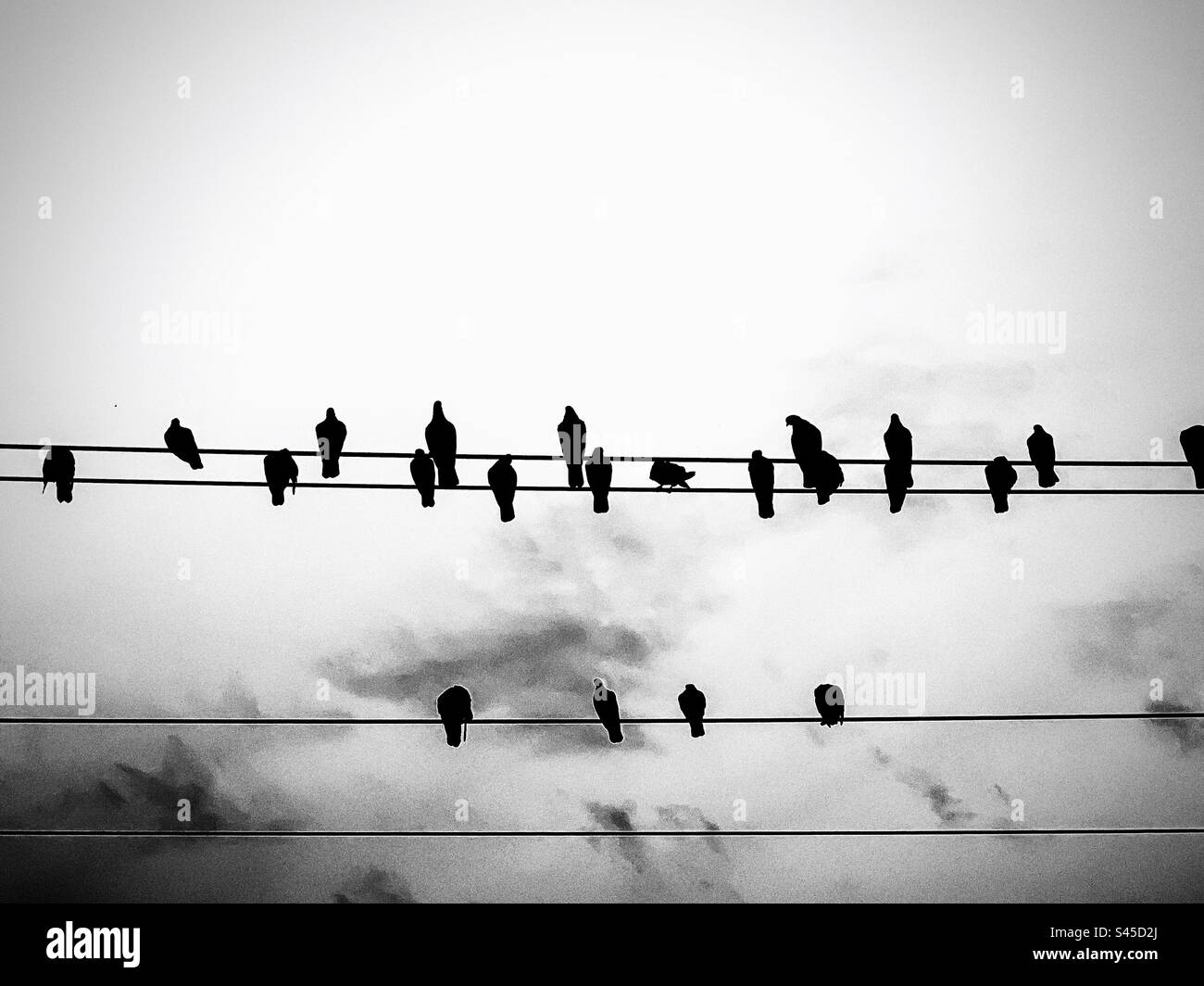 Photo monochrome d'un troupeau d'oiseaux perchés sur des câbles. Les oiseaux comme notes de musique. Minimaliste. Banque D'Images
