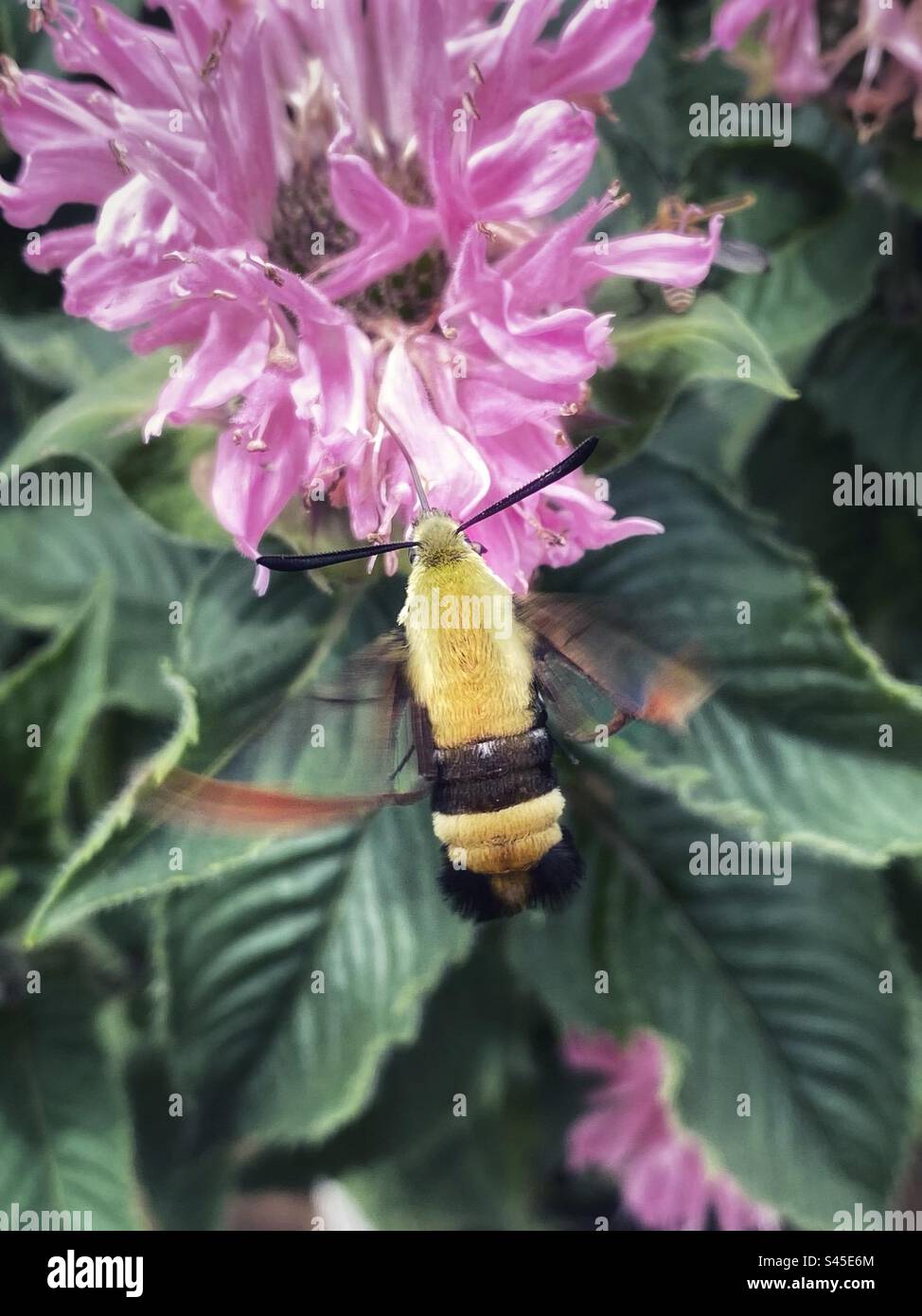 Une mite de colibri jaune et noire sur baume d'abeille. 2 Banque D'Images