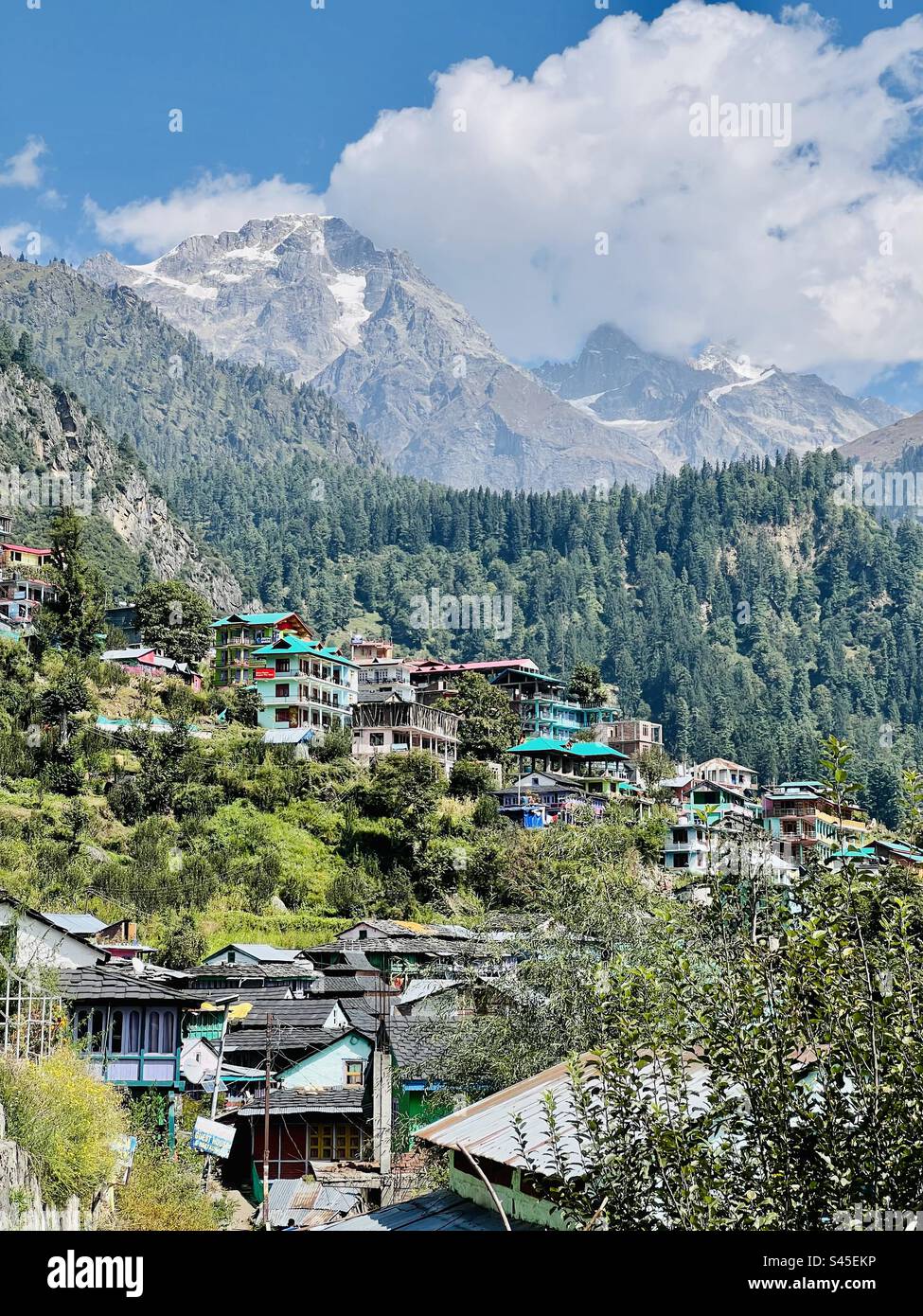 Bel endroit isolé parmi les pins verts luxuriants de la “Parvati Valley” kullu (Himachal Pradesh) Banque D'Images