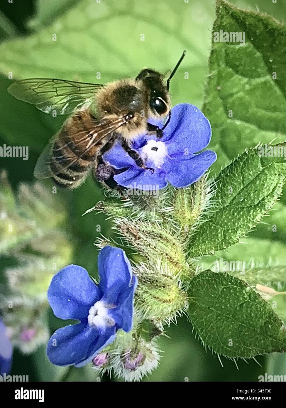 Abeille de miel occidentale sur une fleur bleue Banque D'Images