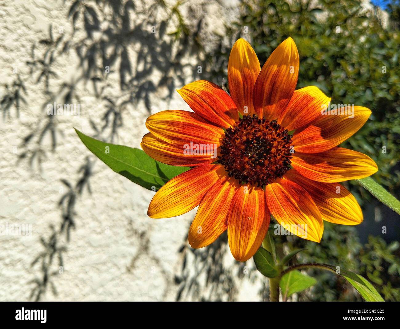 Tournesol Banque D'Images