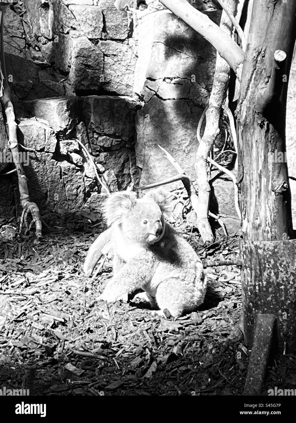Ours koala du zoo d'Édimbourg Banque D'Images
