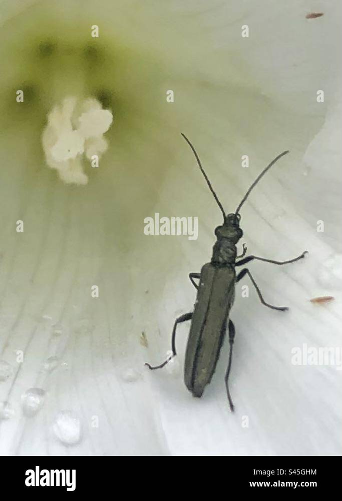 Beetle à l'intérieur Bell wed fleur Banque D'Images