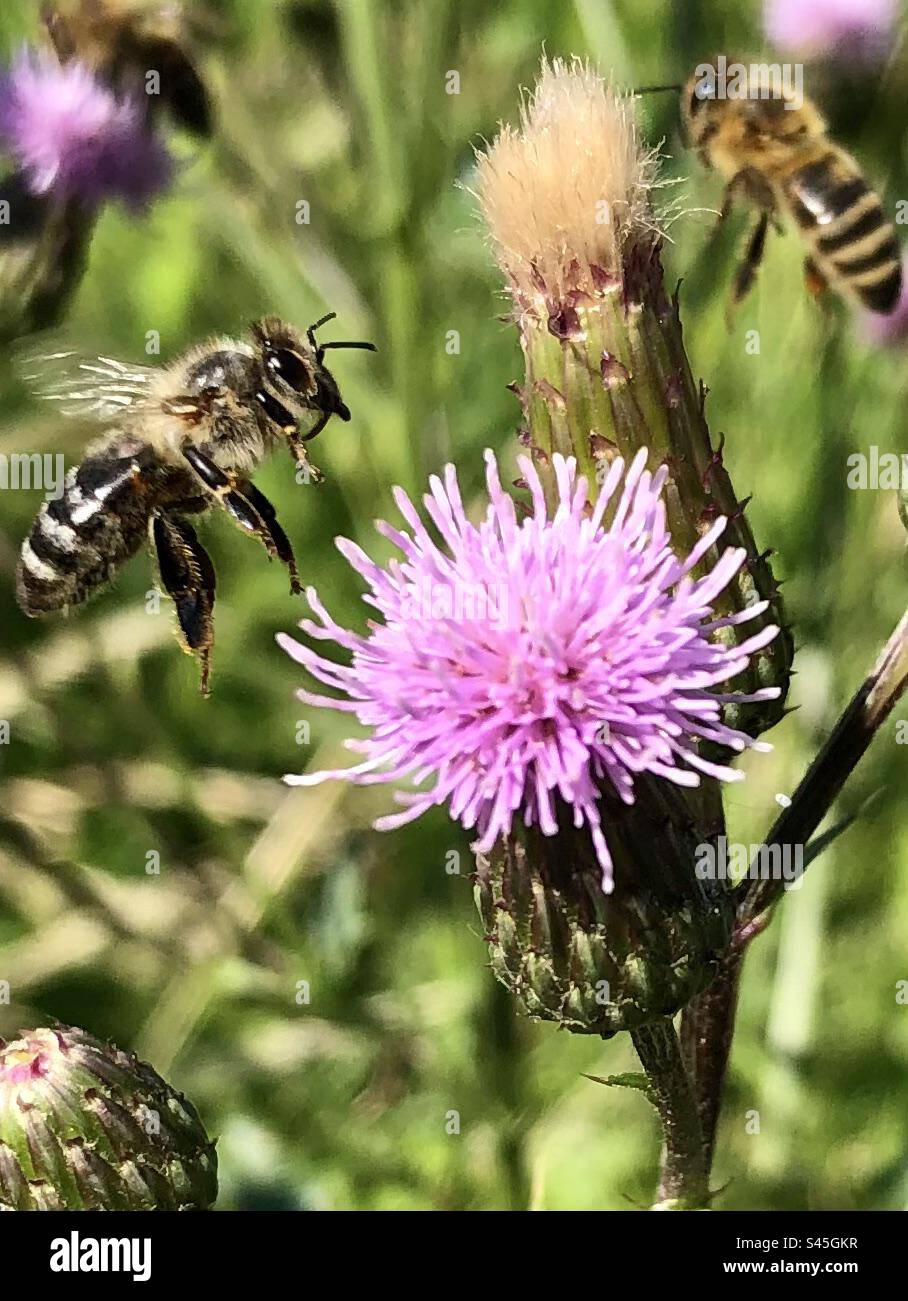 Groupe d'abeilles en vol collectant le pollen Banque D'Images