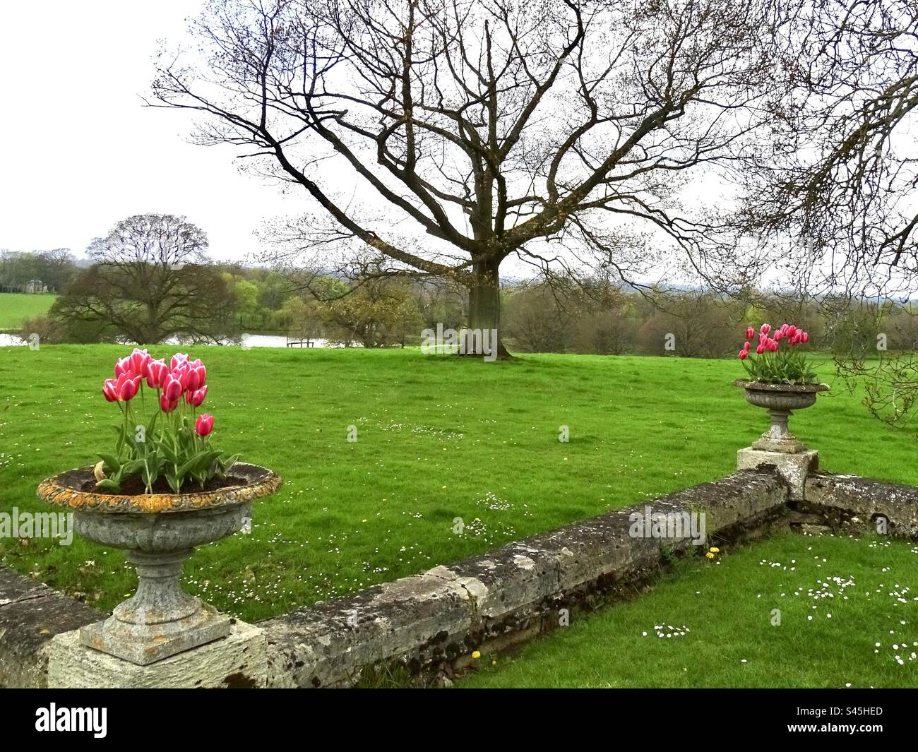 Jardinières en pierre avec tulipes roses dans un parc en Angleterre au printemps Banque D'Images