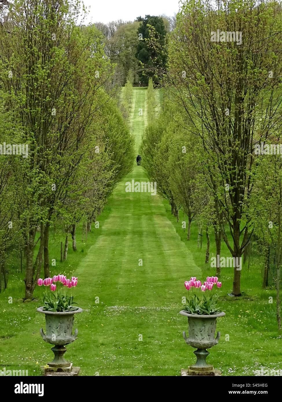 Une longue promenade en bas de la colline entre les planteurs de pierre et les grands arbres dans un parc en Angleterre au printemps Banque D'Images