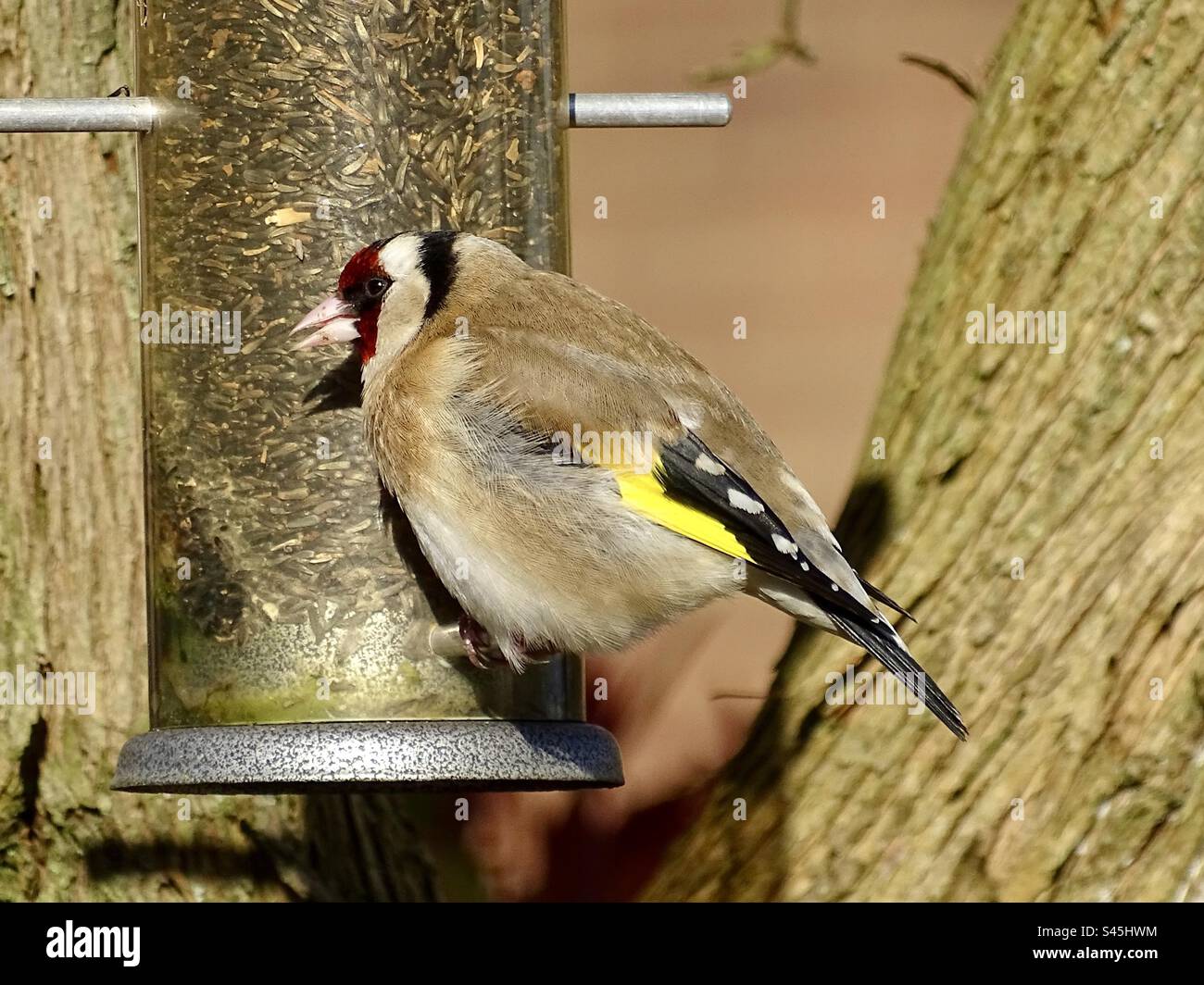 Bel oiseau goldfinch à une mangeoire de graines dans un jardin au printemps Banque D'Images