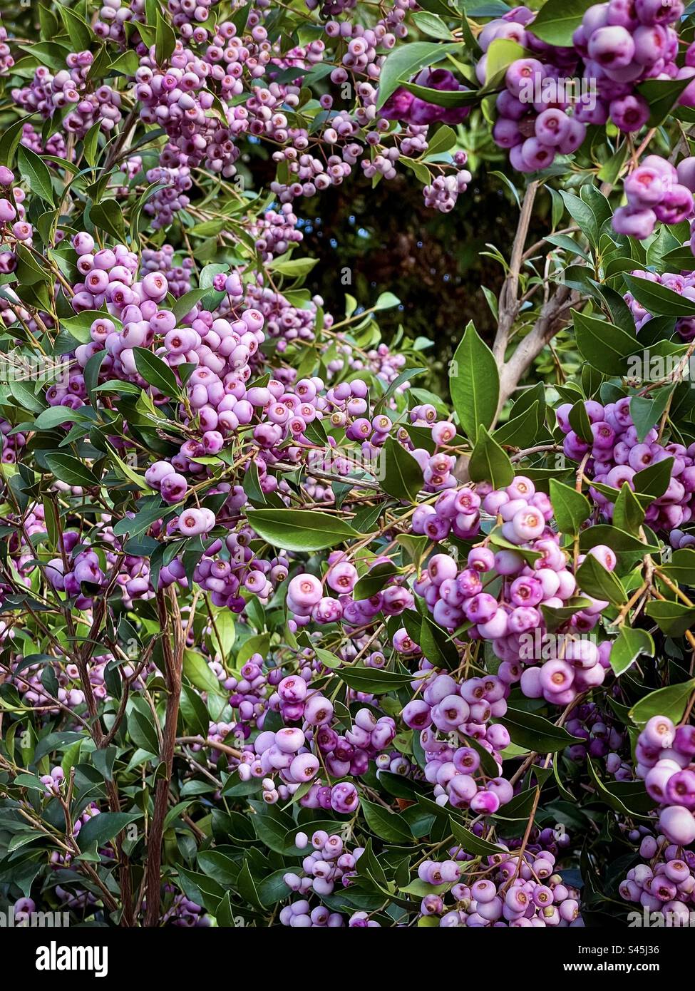 Récolte en arrière-cour. Baies comestibles de lilly pilly de Syzygium smithii, arbuste australien à feuilles persistantes fruitées en hiver. Bush plisseur. Baies médicinales. En forme de coeur. - Image de stock capturée avec un smartphone