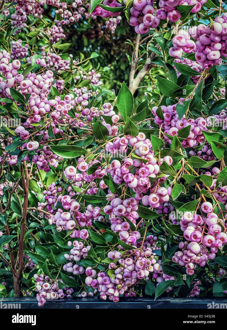 Récolte en arrière-cour. Baies comestibles de lilly pilly bordeaux de Syzygium smithii, arbuste indigène australien à feuilles persistantes fruitées en hiver. Baies médicinales. Nourriture/nourriture traditionnelle du Bush. - Image de stock capturée avec un smartphone