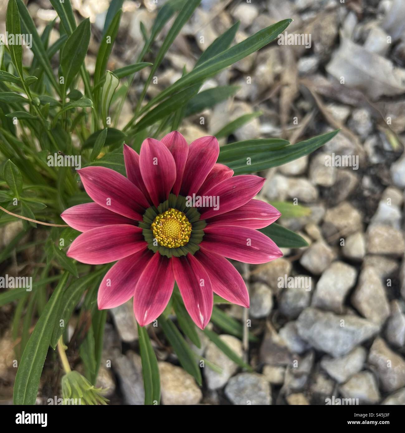 Gazania Rigens également connu sous le nom de Treasure Flower Banque D'Images